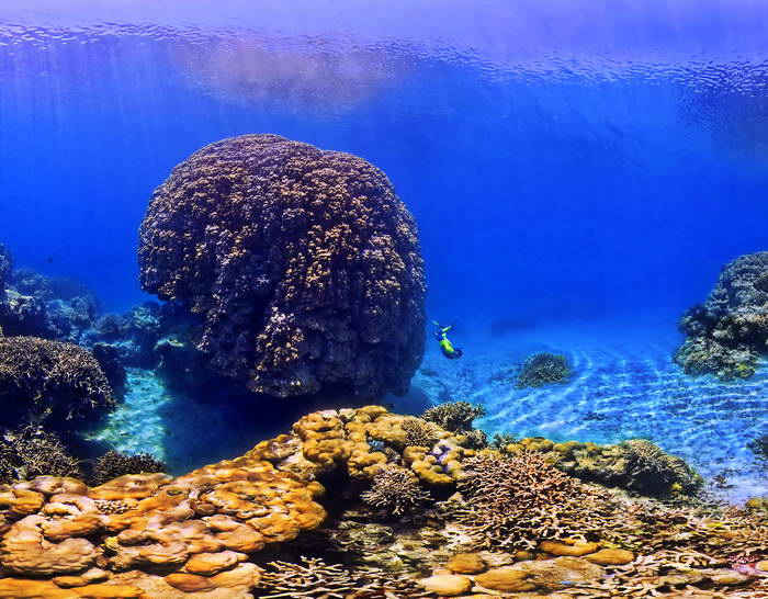 Ancient Coral colony in the New Caledonia Lagoon