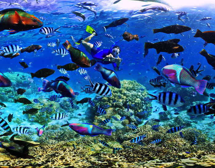 Coral Reef Fish in a New Caledonia Marine Reserve